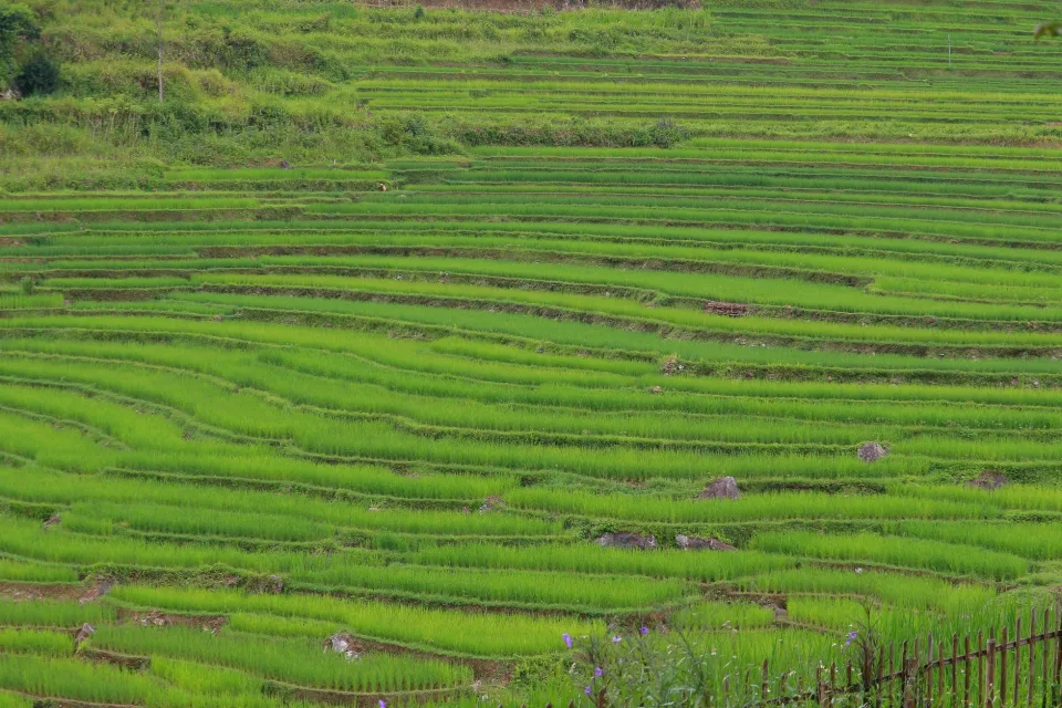 Nhân viên đang đong gạo cho khách